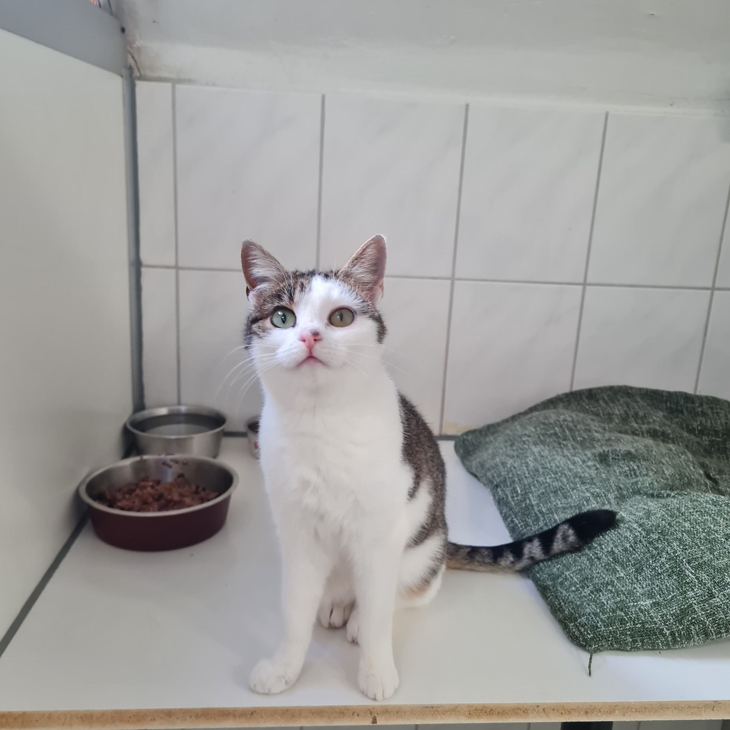 Mini Mau – Tierheim Beckstetten