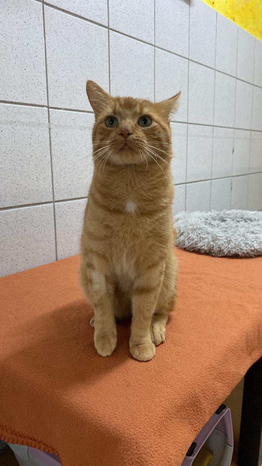 Willy – Tierheim Beckstetten